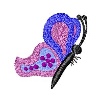 Image of butterfly08.jpg