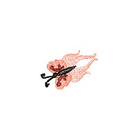 Image of butterfly13.jpg