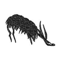 Image of deer1.jpg