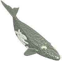 Embroidery design of the southern right whale.