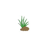 Image of petatgrass02200.jpg