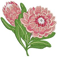 Image of petprotea03200.jpg