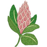 Image of petprotea05200.jpg