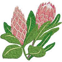 Image of petprotea06200.jpg