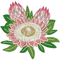 Image of petprotea12200.jpg