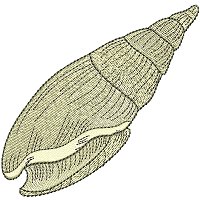 Image of petseashell01200.jpg
