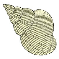 Image of petseashell09200.jpg