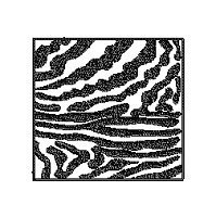 Image of zebrastripes.jpg